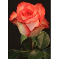 Roses - Blush